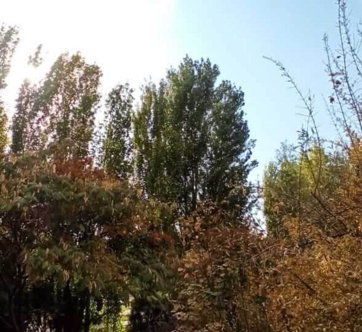 فروش باغچه در وردیج